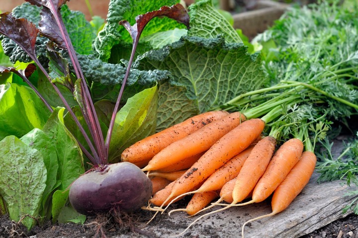 Nova zahrada - co sadit v juli